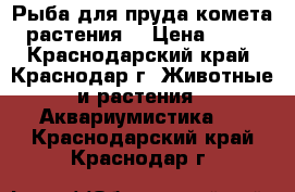 Рыба для пруда(комета),растения. › Цена ­ 200 - Краснодарский край, Краснодар г. Животные и растения » Аквариумистика   . Краснодарский край,Краснодар г.